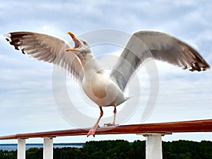 Screaming Seagull with spread wings