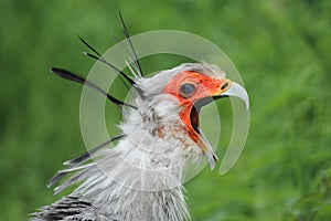 Screaming secretary bird