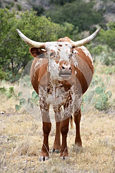 Screaming Texas Longhorn Cattle Portrait