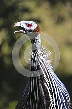 Screaming vulturine guineafowl close up portrait with blurred background