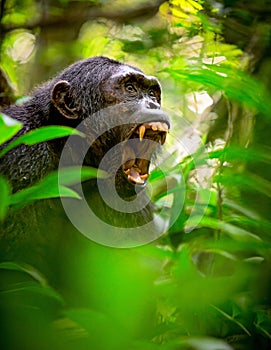 Screaming wild chimpanzee or chimp