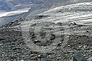 Scree and rock debris covering the glacier Hohlaubgletscher