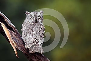 Screech Owl