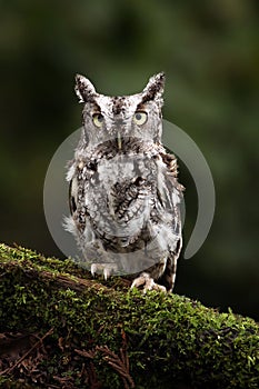 Screech Owl