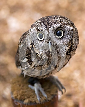 Screech owl