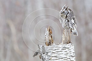 Screech owl blending in with tree bark