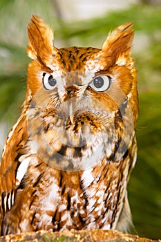 Screech Owl Close-Up