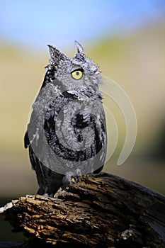 Screech Owl in Colorado photo