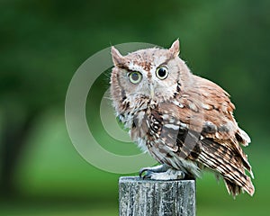 Screech owl on fence post