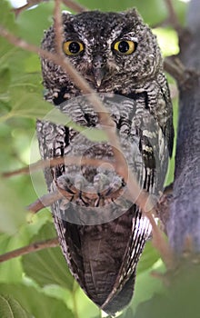 A Screech Owl Hiding on its Roost During Daylight