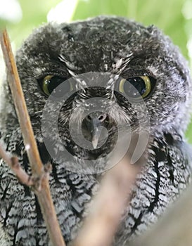 A Screech Owl Hiding on its Roost During Daylight