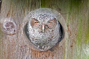 Screech Owl