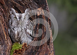 Screech Owl Looking from Stump