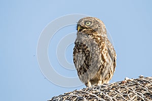 Screech Owl, Megascops kennicottii