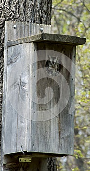 Screech owl peeking out of nest