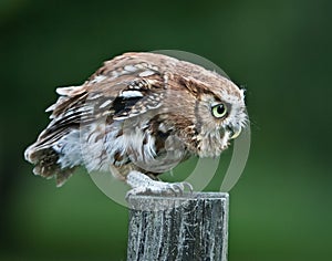 Screech Owl Red Phase on fence post