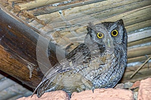 Screech-owl stading under the roof