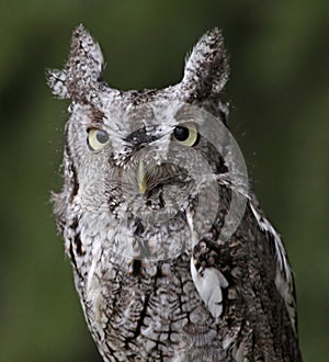 Screech Owl Stare