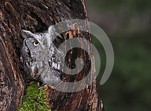 Screech Owl in Stump