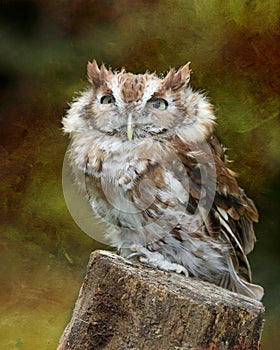 Screech Owl