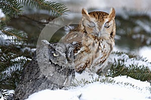 Screech owls