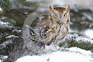 Screech owls photo