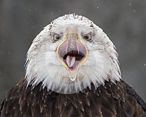 Screeching Bald Eagle III