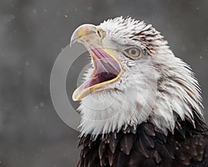 Screeching Bald Eagle IV