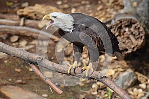 Screeching Bald Eagle