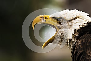 Screeching Eagle