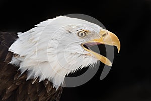 Screeching Eagle