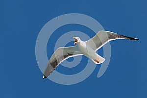 Screeching seagull with a deep blue sky