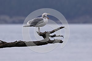 Screeching Seagull, mouth wide open,on Fidalgo Island photo