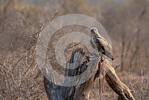 Screeching Snake Eagle with dead snake in Krueger National Park in South Africa photo