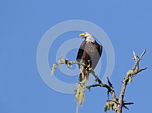 Screeching Tofino Bald Eagle