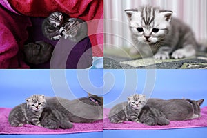 Cat taking care of kittens, Four parts of screen