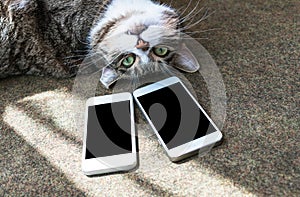 Screen of two phones, smartphones  and cat