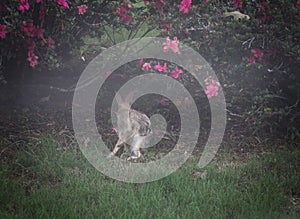 Through Screen Window of Wild Rabbit