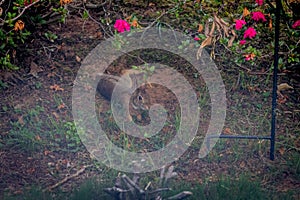 Through Screen Window of Wild Rabbit