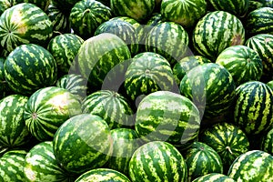 Screensaver from green watermelons