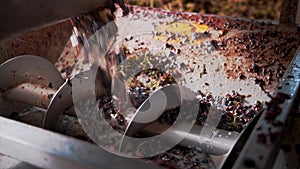 screw grape machine. close-up. top view. the process of squeezing grape juice from freshly harvested grapes, in the