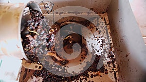 screw grape machine. close-up. top view. the process of squeezing grape juice from freshly harvested grapes, in the