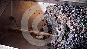 screw grape machine. close-up. top view. the process of squeezing grape juice from freshly harvested grapes, in the