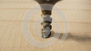 The screw gun screwed black selftapping screws into a wooden board. Extremely close up of drilling in wood with screw