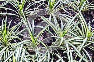 pine or Pandanus sanderi sander in the garden
