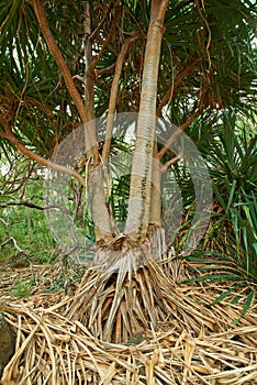 A Screw pine tree growing in a jungle in Hawaii, USA with copyspace. Large overgrown wilderness in a forest landscape