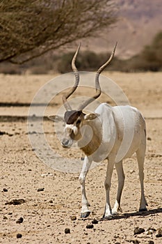 Screwhorn antelope
