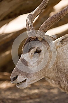 Screwhorn antelope portrait
