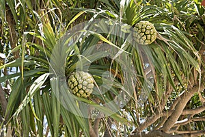 Screwpine Fruits - Pandanus