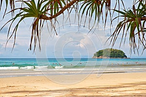 Screwpine on Kata beach on Phuket island in Thailand